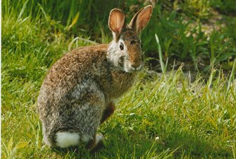 Eastern Cottontail