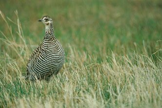 Greater Prairie Chicken